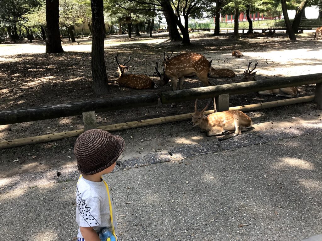 夏の奈良公園と鹿