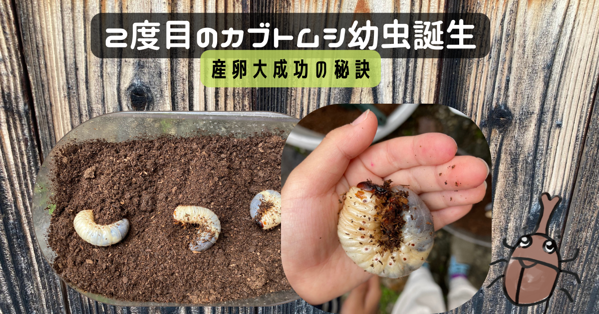 2度目のカブトムシ産卵幼虫飼育 大成功の秘訣は 幼虫の里親探しに苦戦