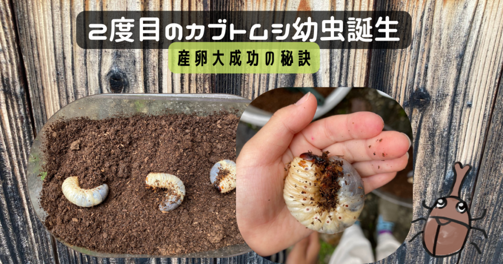 カブトムシ産卵幼虫