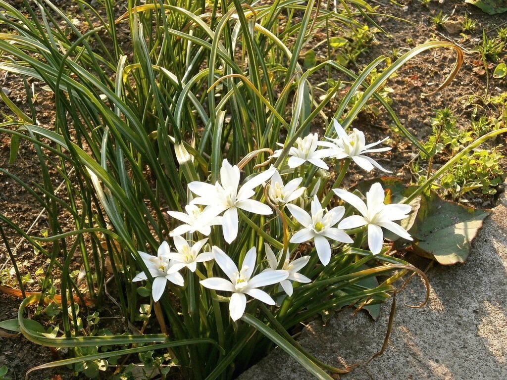 オーニソガラムの花