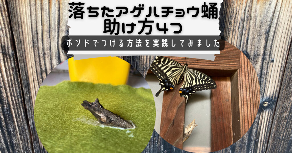 落ちたアゲハチョウを救う方法