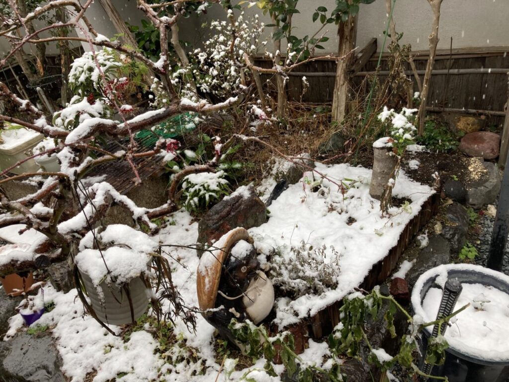 冬の庭積雪