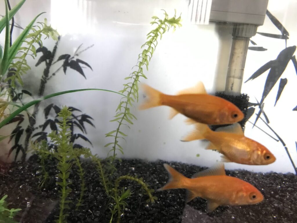 金魚たち