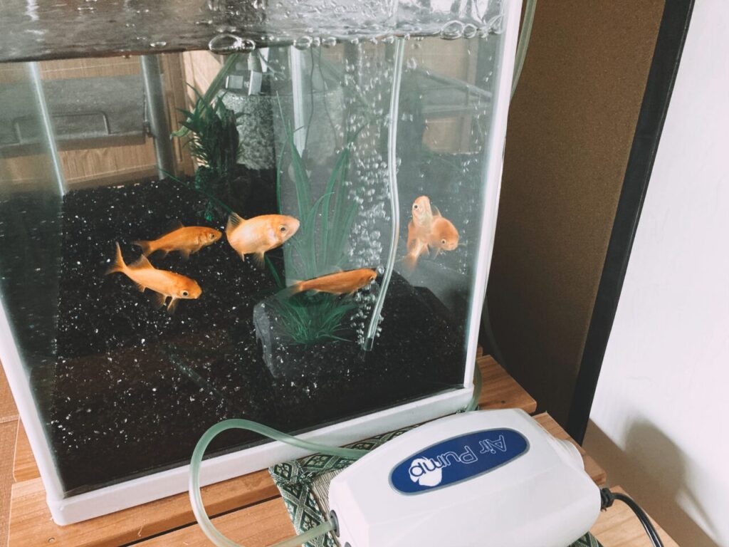 屋内水槽の金魚たち