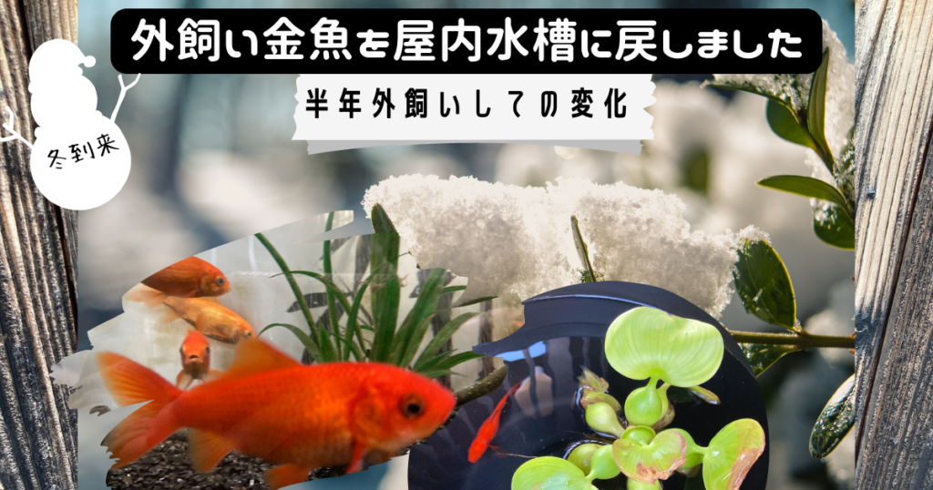外飼い金魚を屋内水槽に戻す