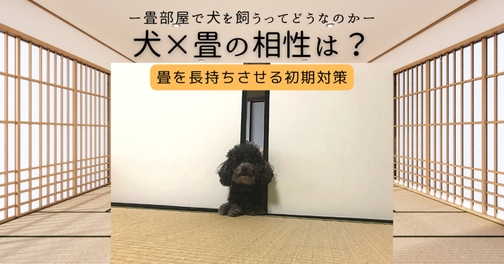 犬と畳の相性メリットデメリット対策