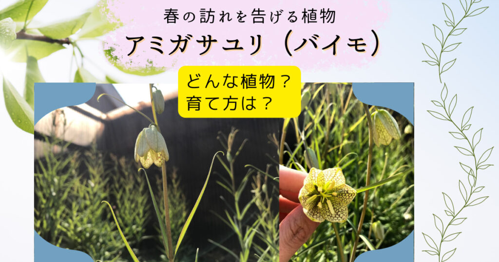 アミガサユリ情報、育て方