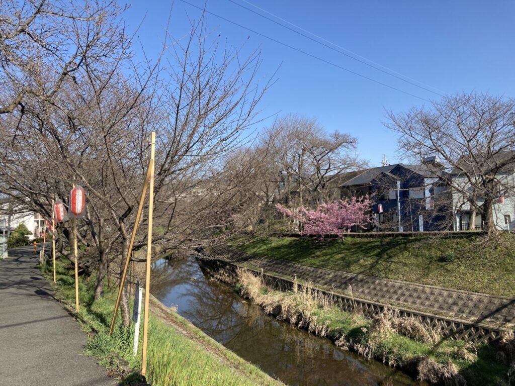 3月14日の桜並木
