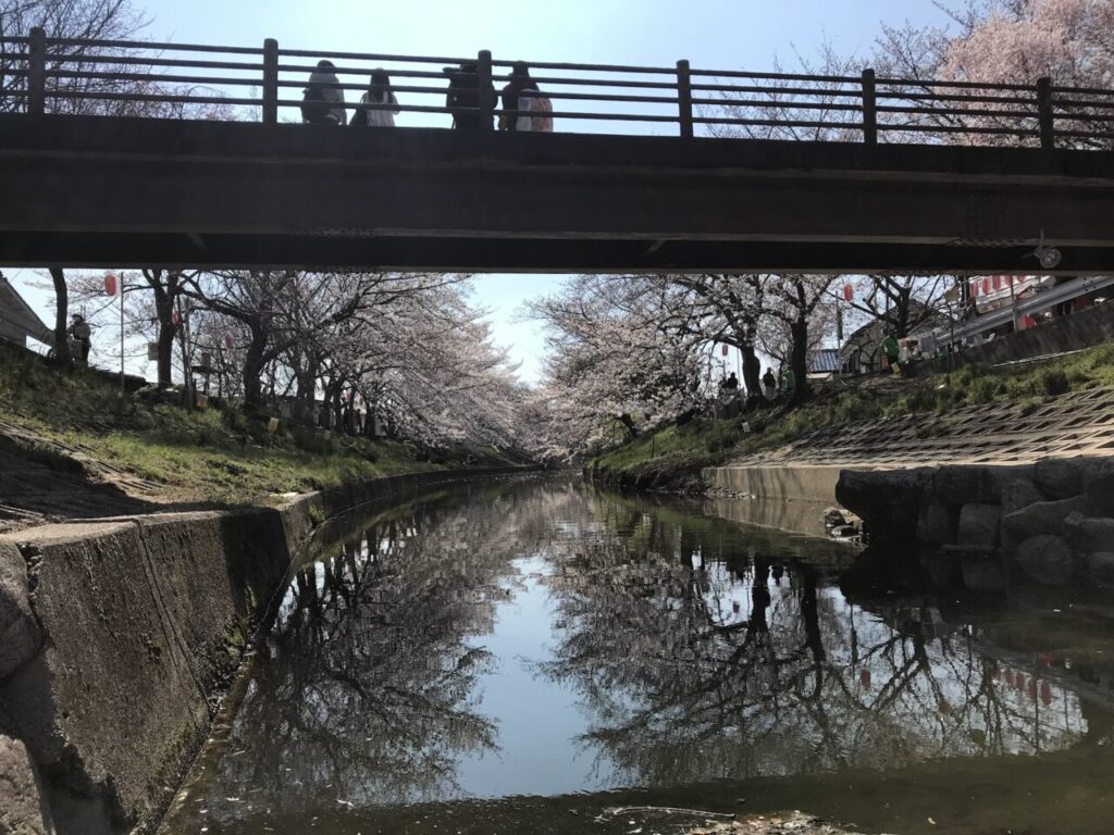 橋の下の桜と水鏡