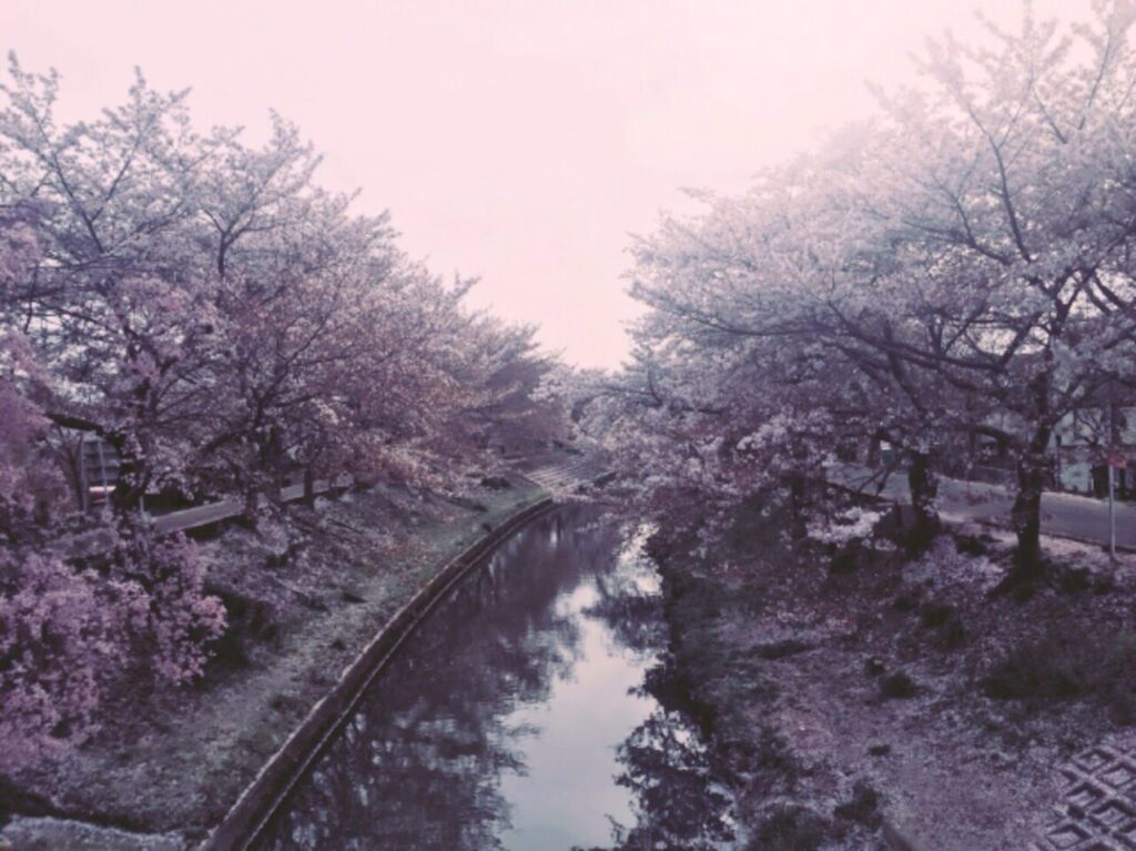 佐保川沿いの桜