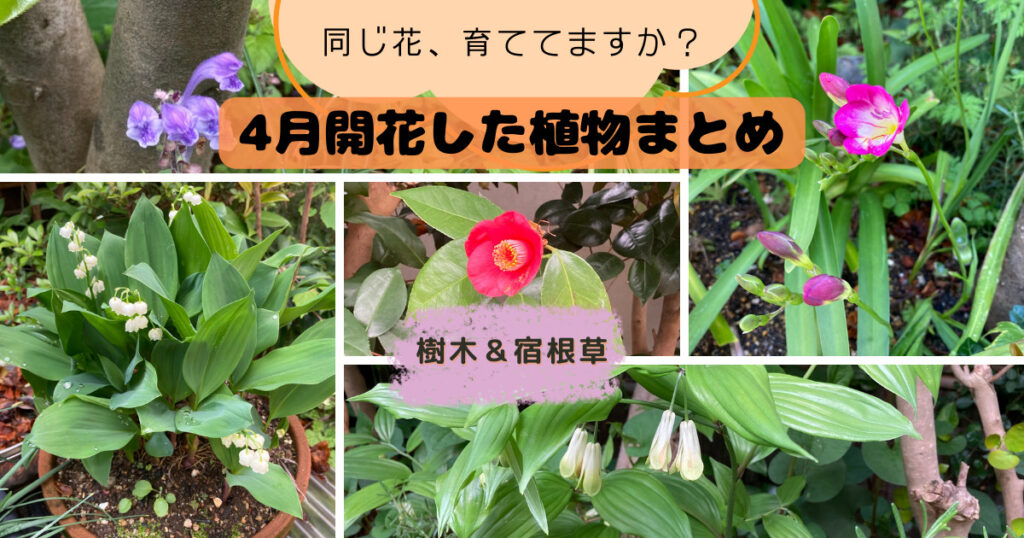 庭で4月開花植物まとめ