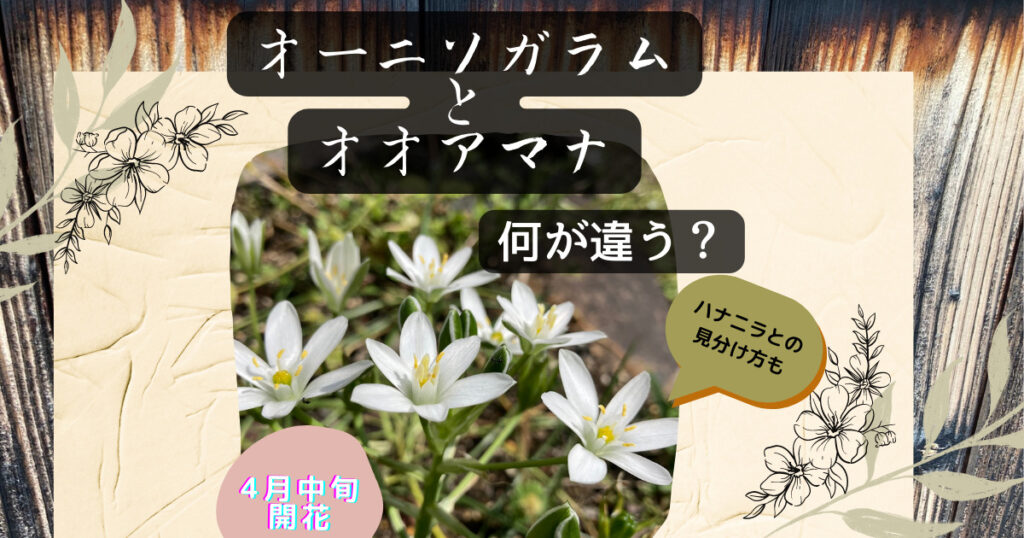 オーニソガラムとオオアマナ・ハナニラ