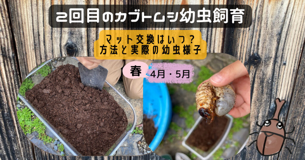カブトムシ幼虫飼育マット交換方法