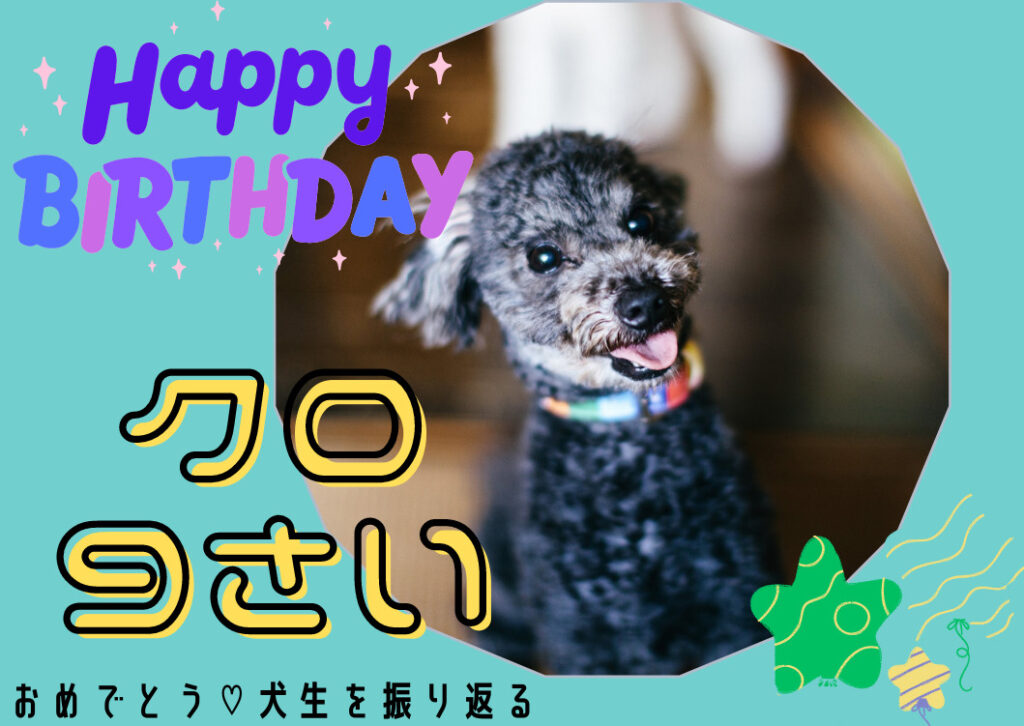 トイプードルクロ9歳になりました