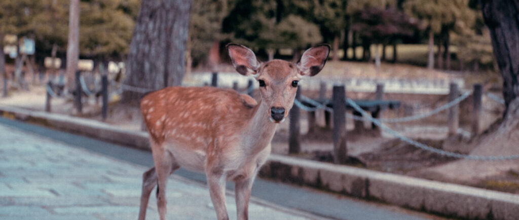 東大寺の鹿