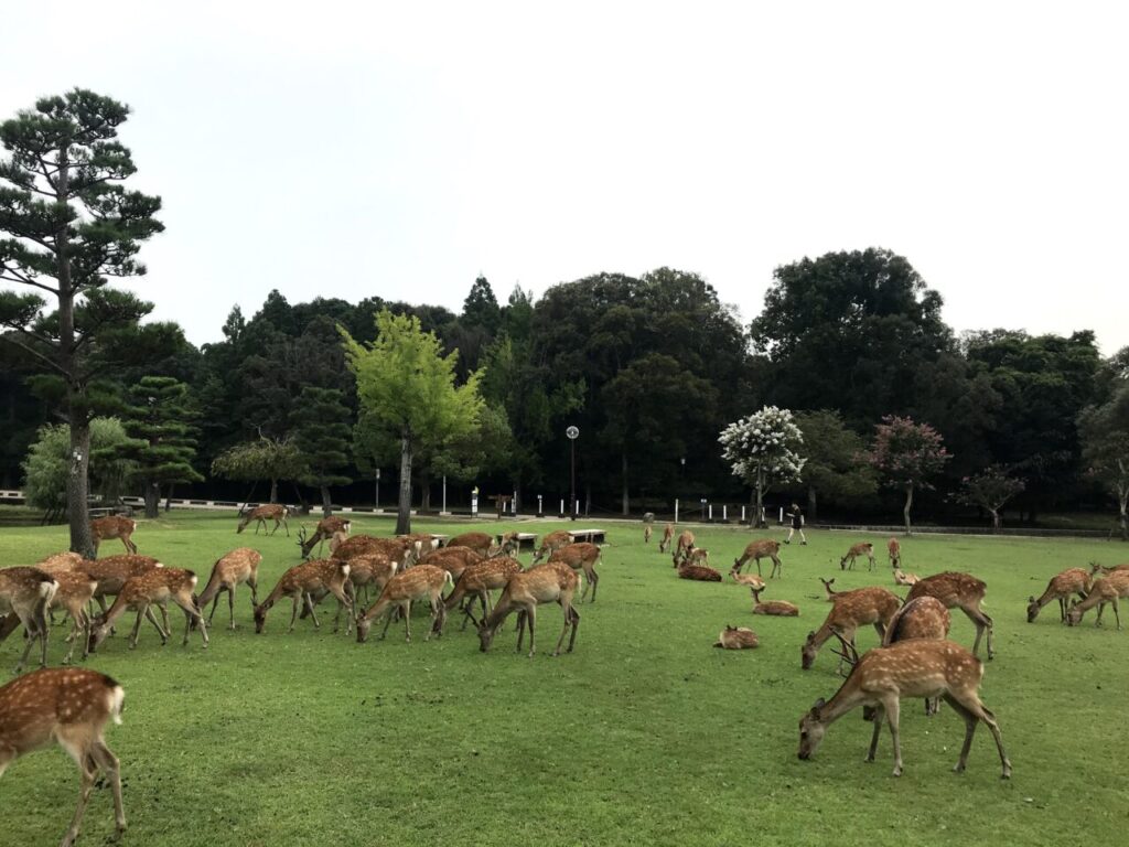 園地の鹿