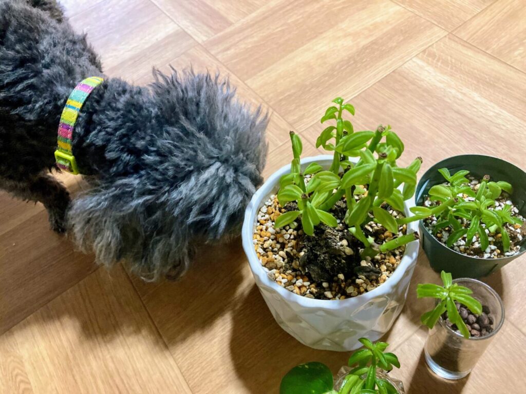犬と観葉植物ペペロミア