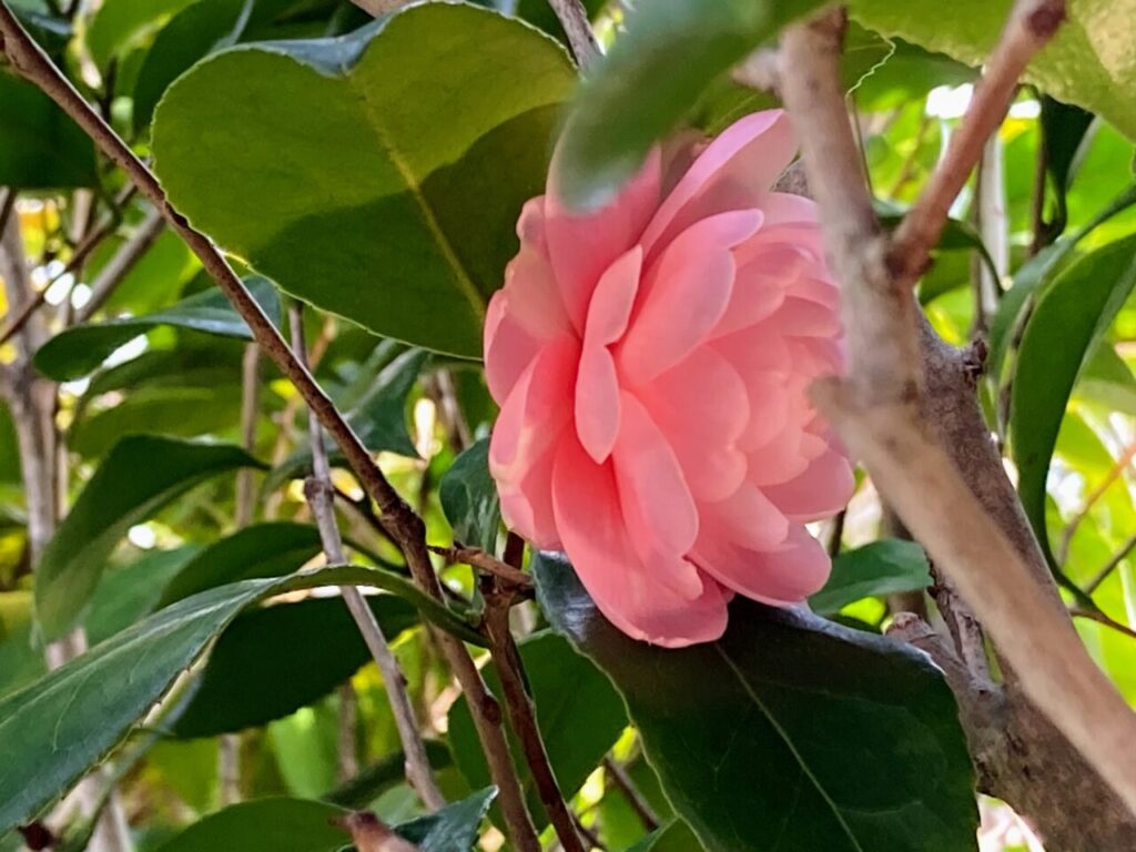 八重咲ピンク椿の花