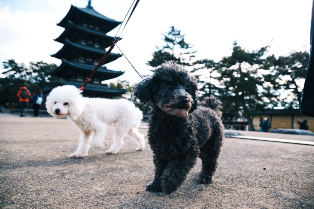 興福寺境内と犬