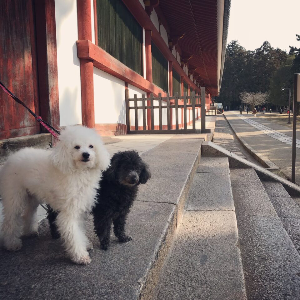東大寺大仏殿横の犬