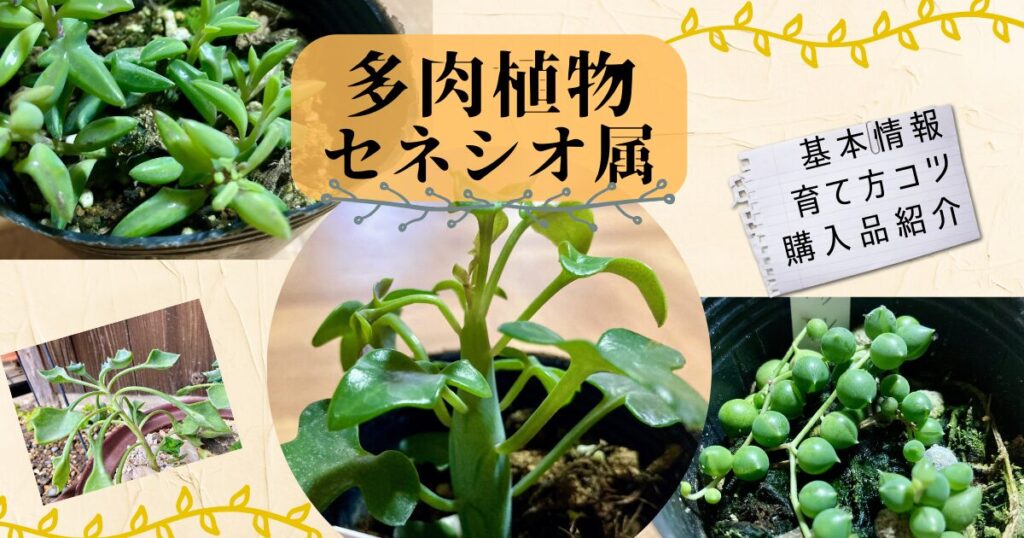セネシオ属紹介