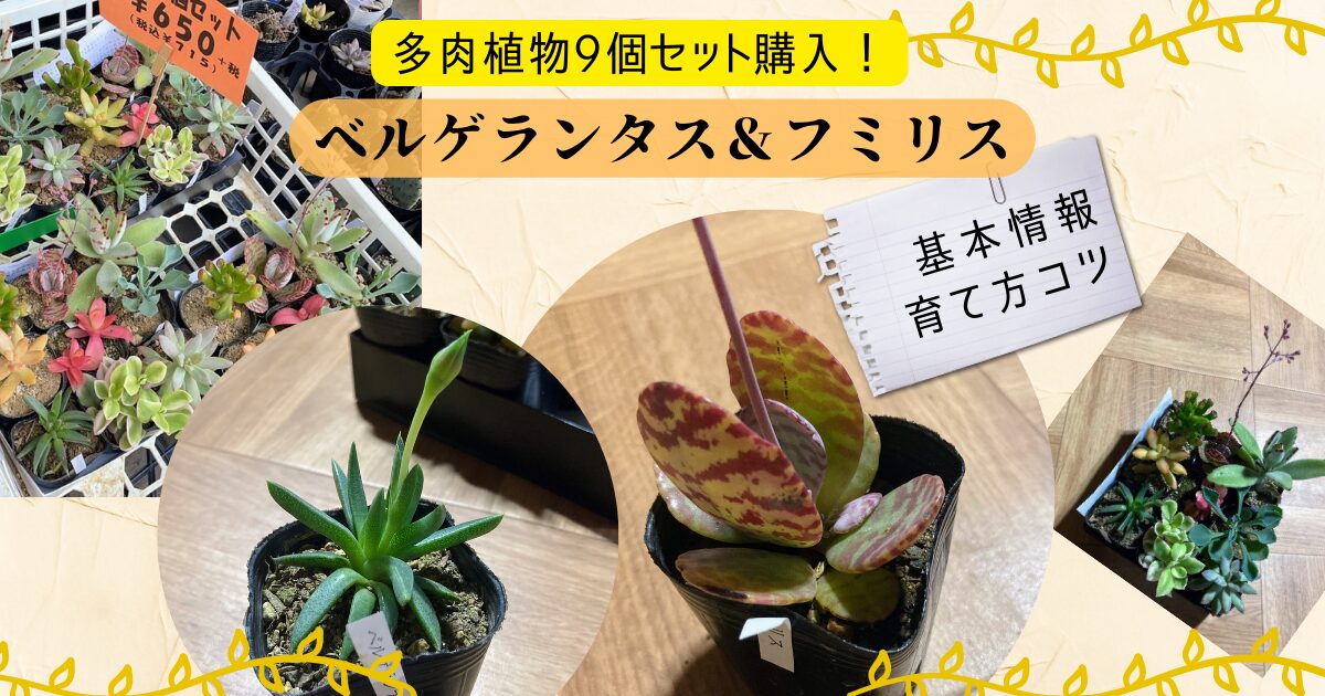 ⑨ 多肉植物 4個＋α 合計6個 やぼったい の セット です 多肉 たにく 