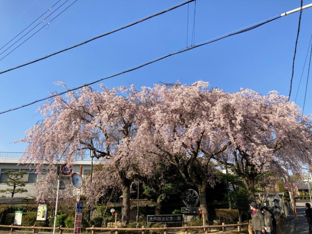 大仏鉄道記念公園の枝垂れ桜