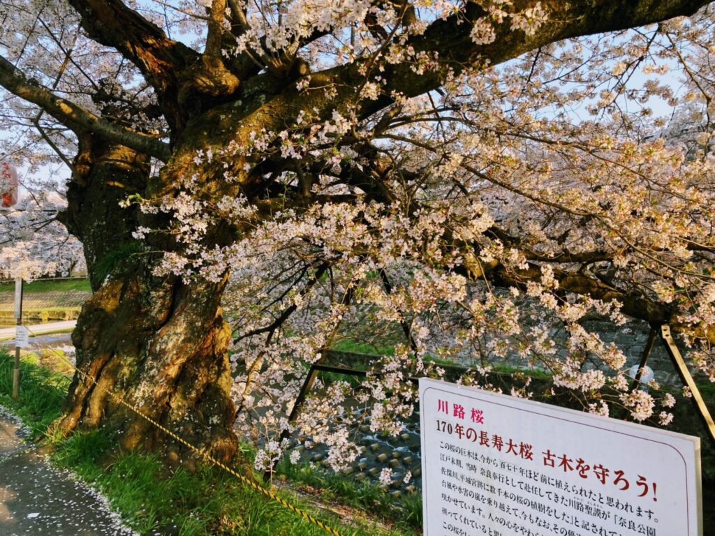 昼間の川路桜