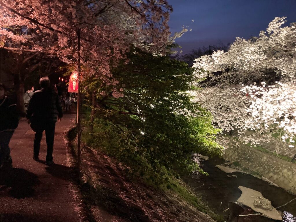 川路桜祭り中、夜の川沿い