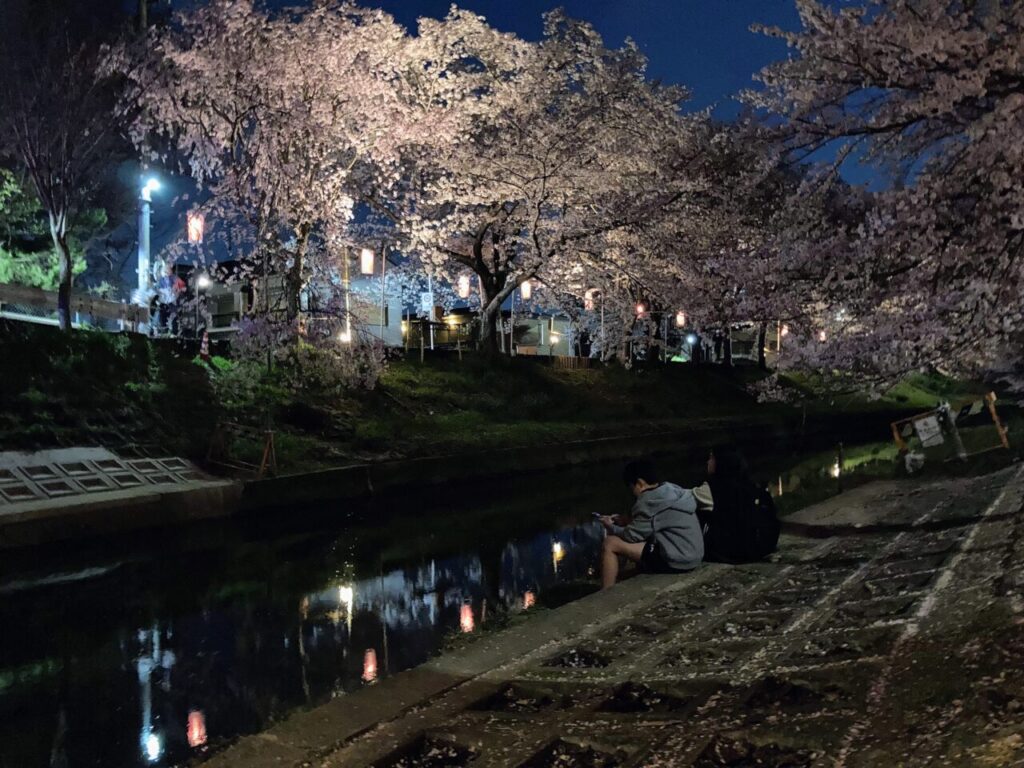 桜が満開の夜桜佐保川