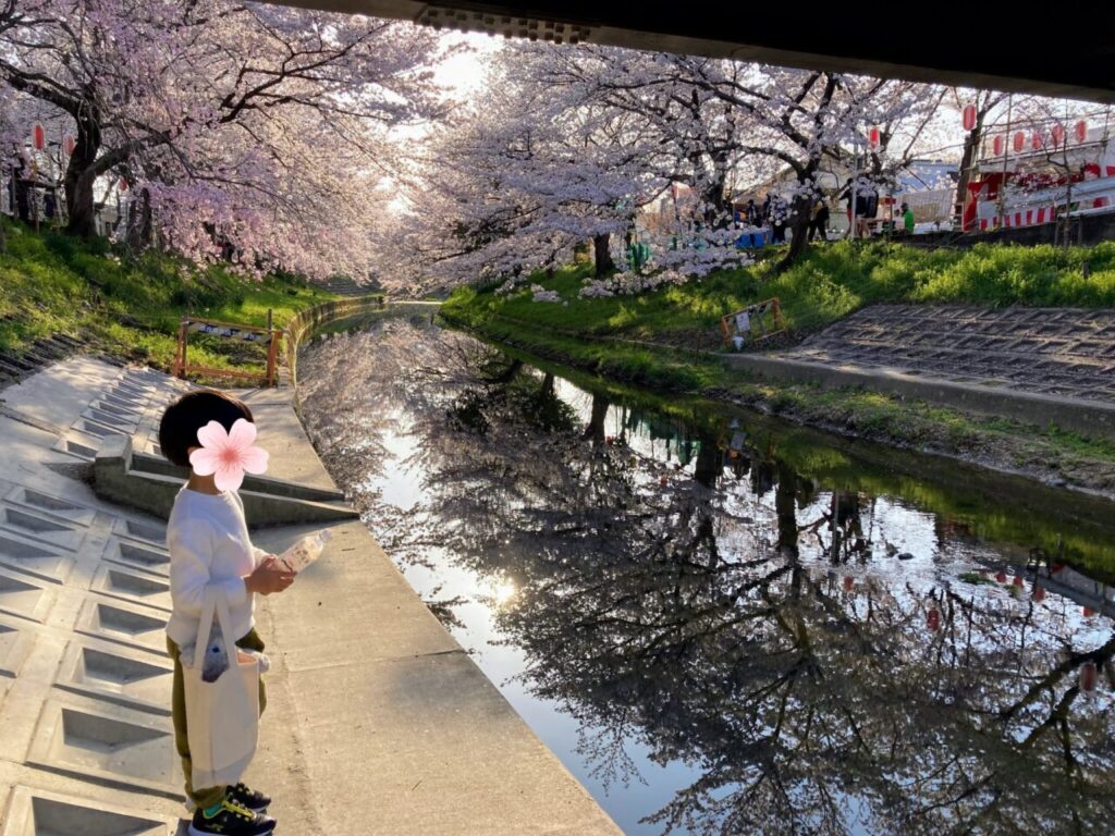 永楽橋下から見る佐保川桜