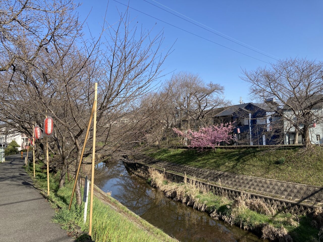 佐保川のサクラ
