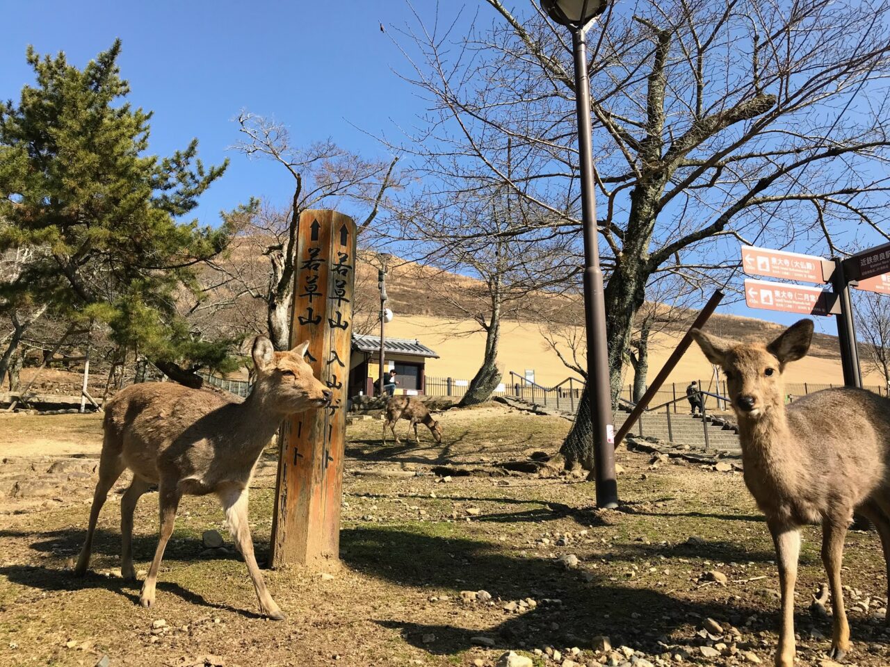 若草山の鹿