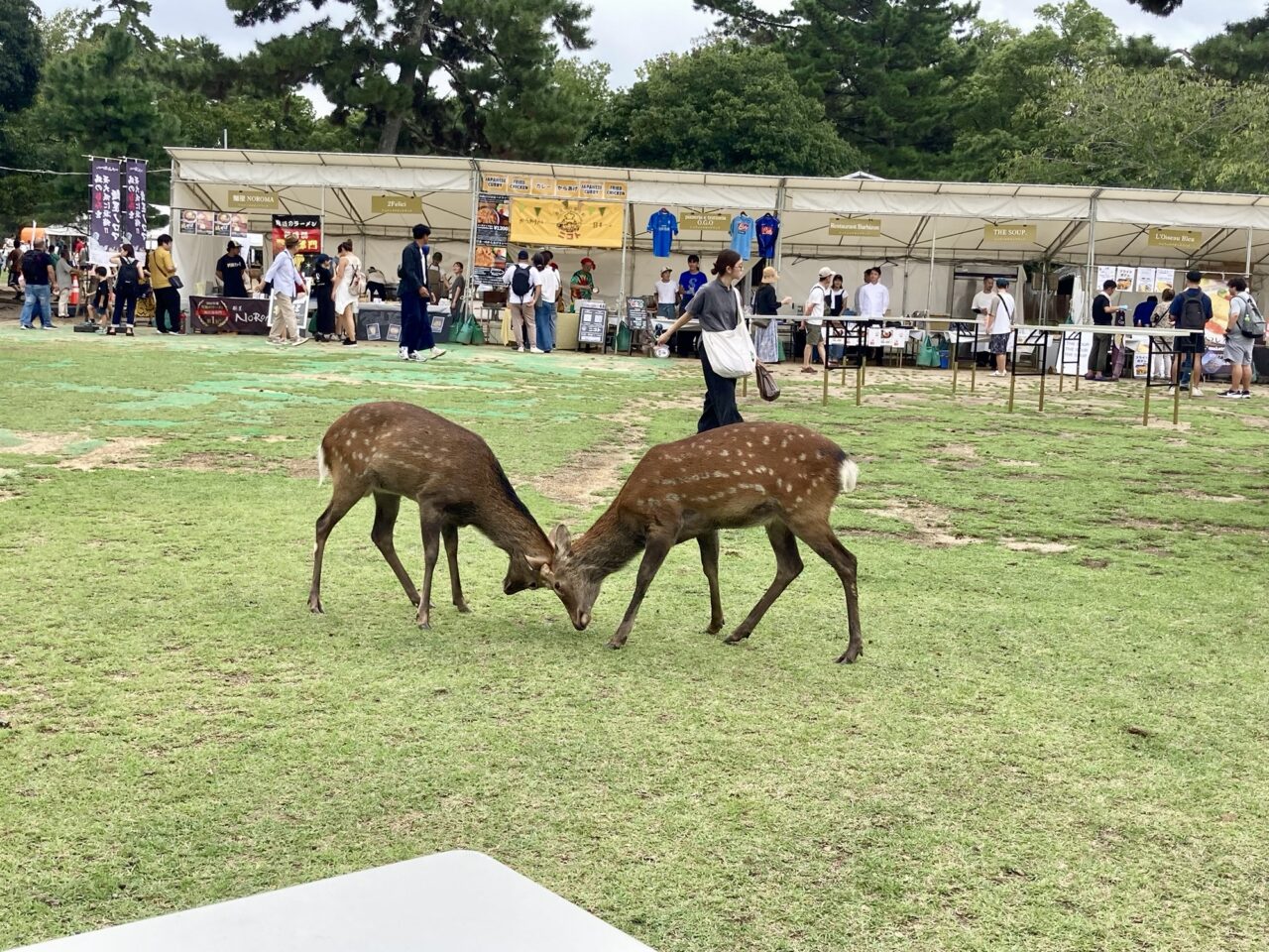 決闘している鹿もいました