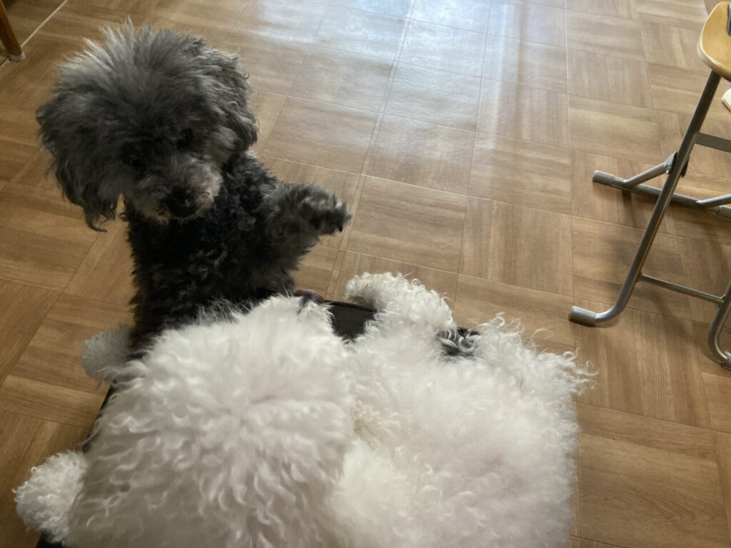 シロにちょっかいをだすクロ