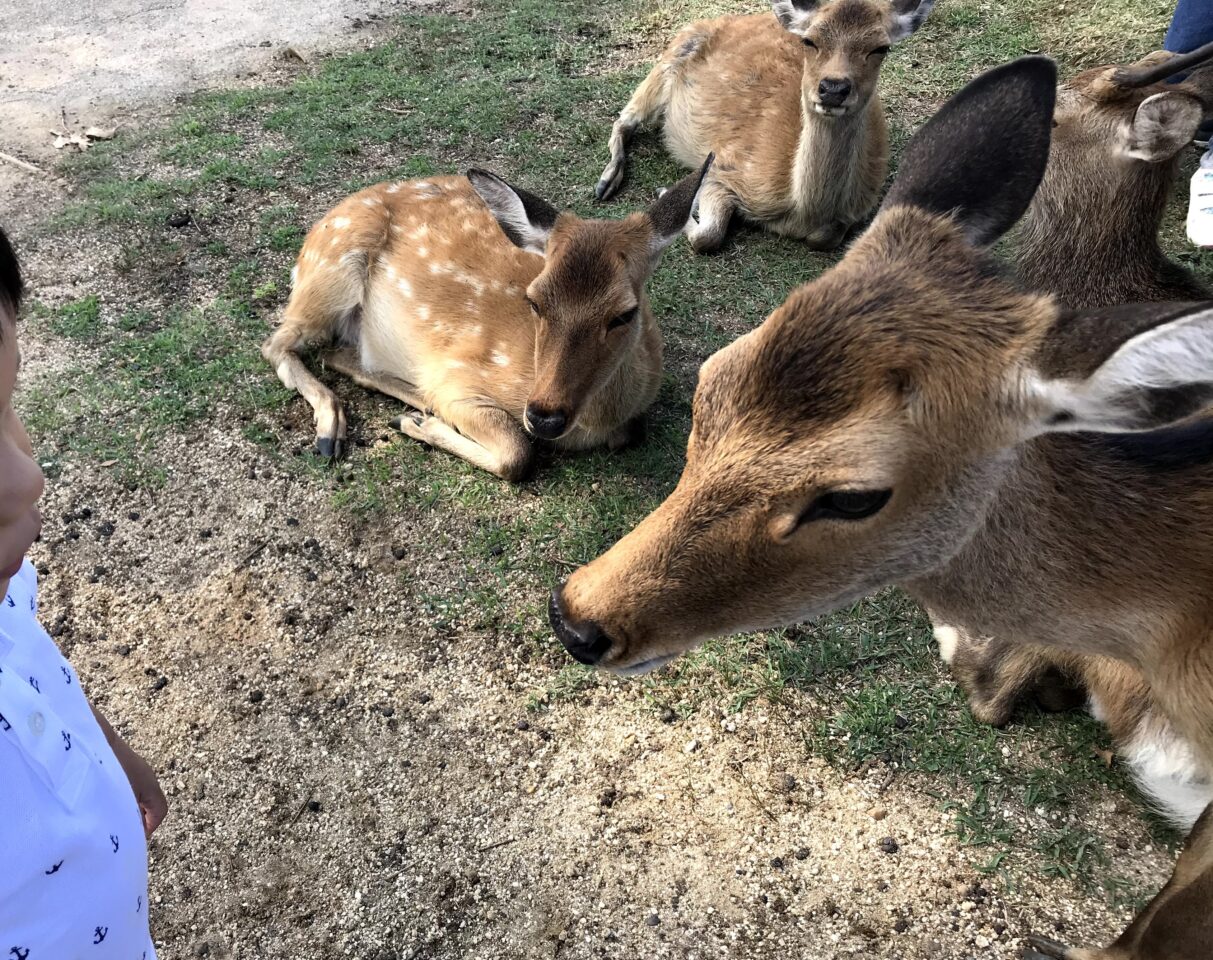 奈良の子供と鹿