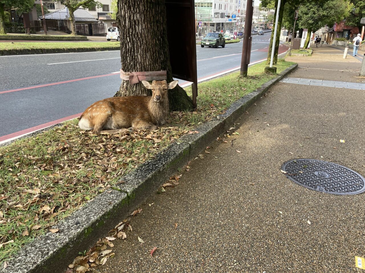 奈良市政のこと
