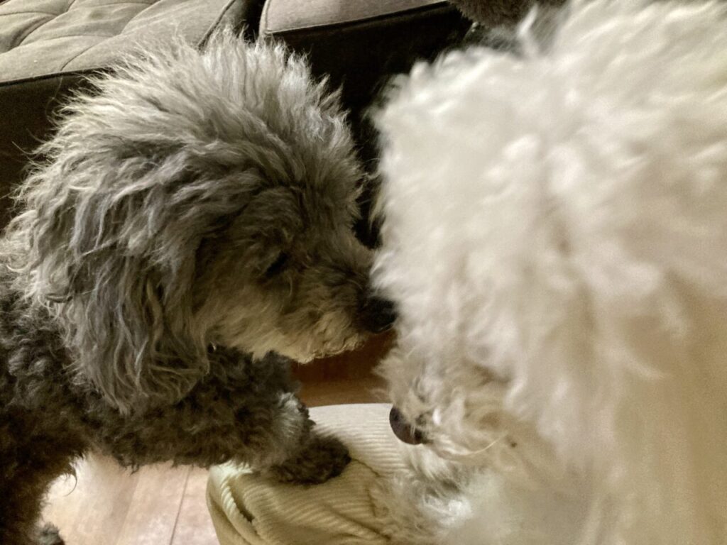 シロの口を舐めるクロ