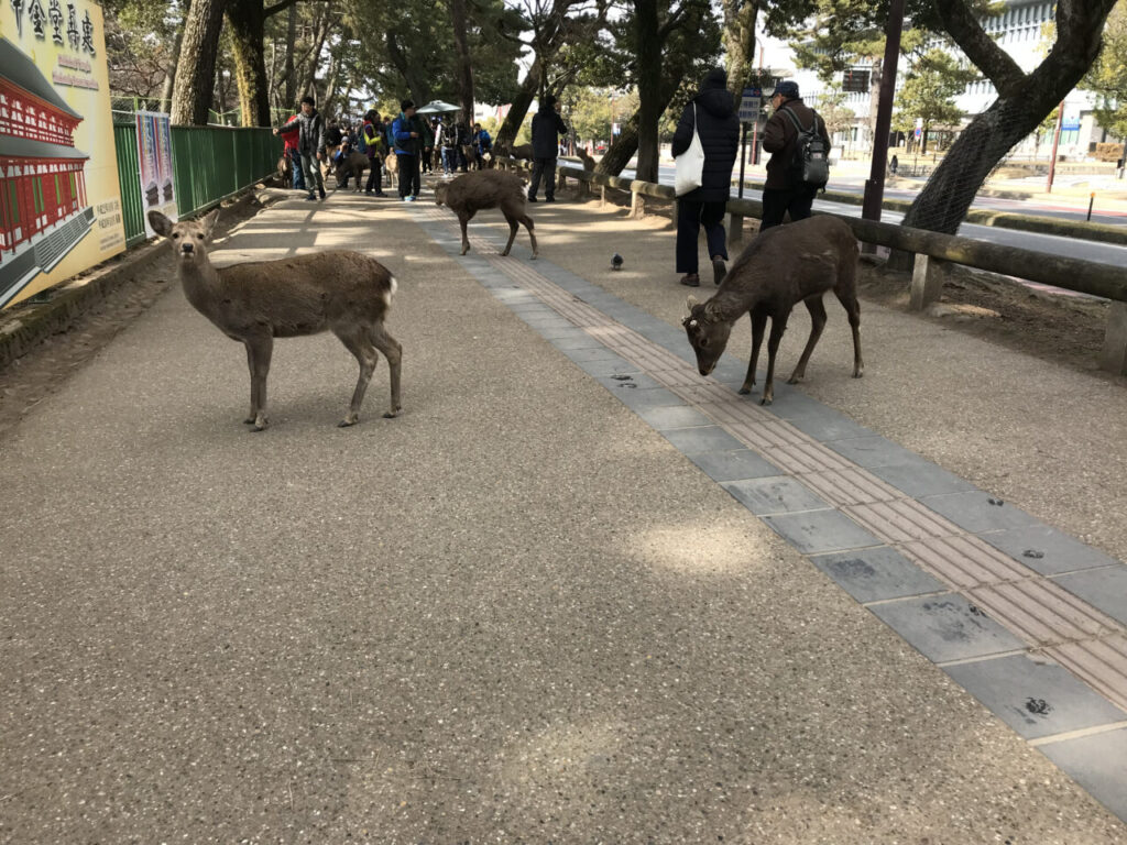 興福寺付近の鹿と観光客が多い道