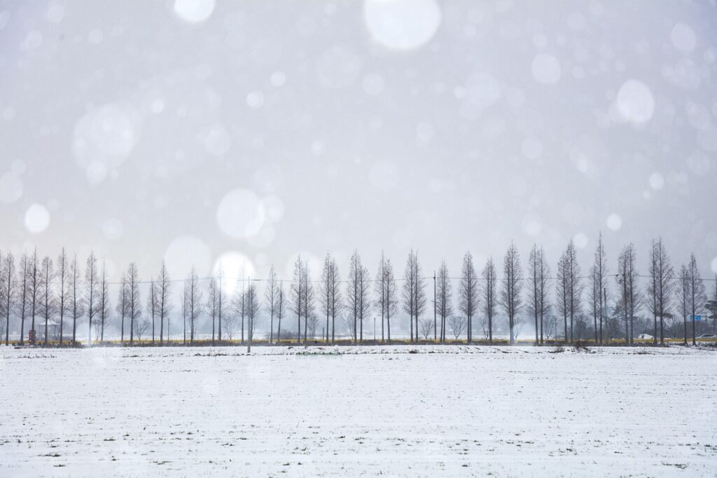 冬のメタセコイア並木