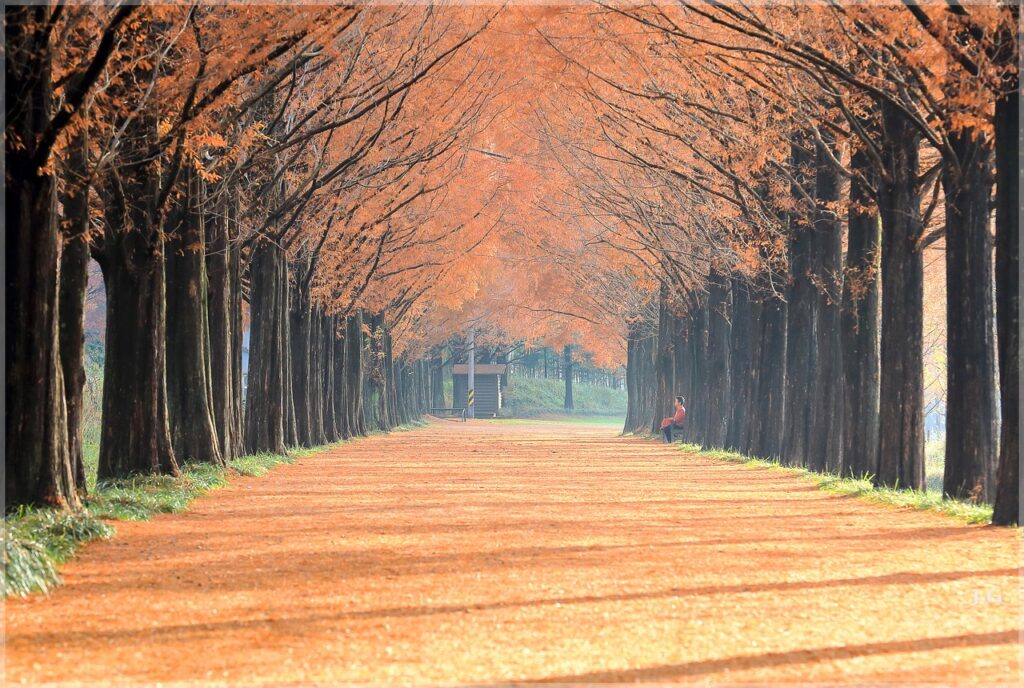 秋のメタセコイア並木