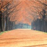 秋のメタセコイア並木