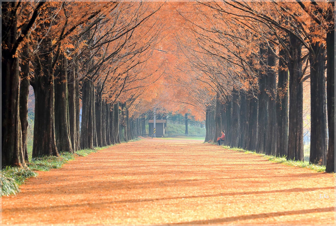 秋のメタセコイア並木