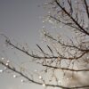 冬の枯れ枝
