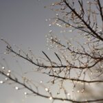 冬の枯れ枝