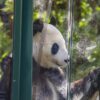 動物園のパンダ