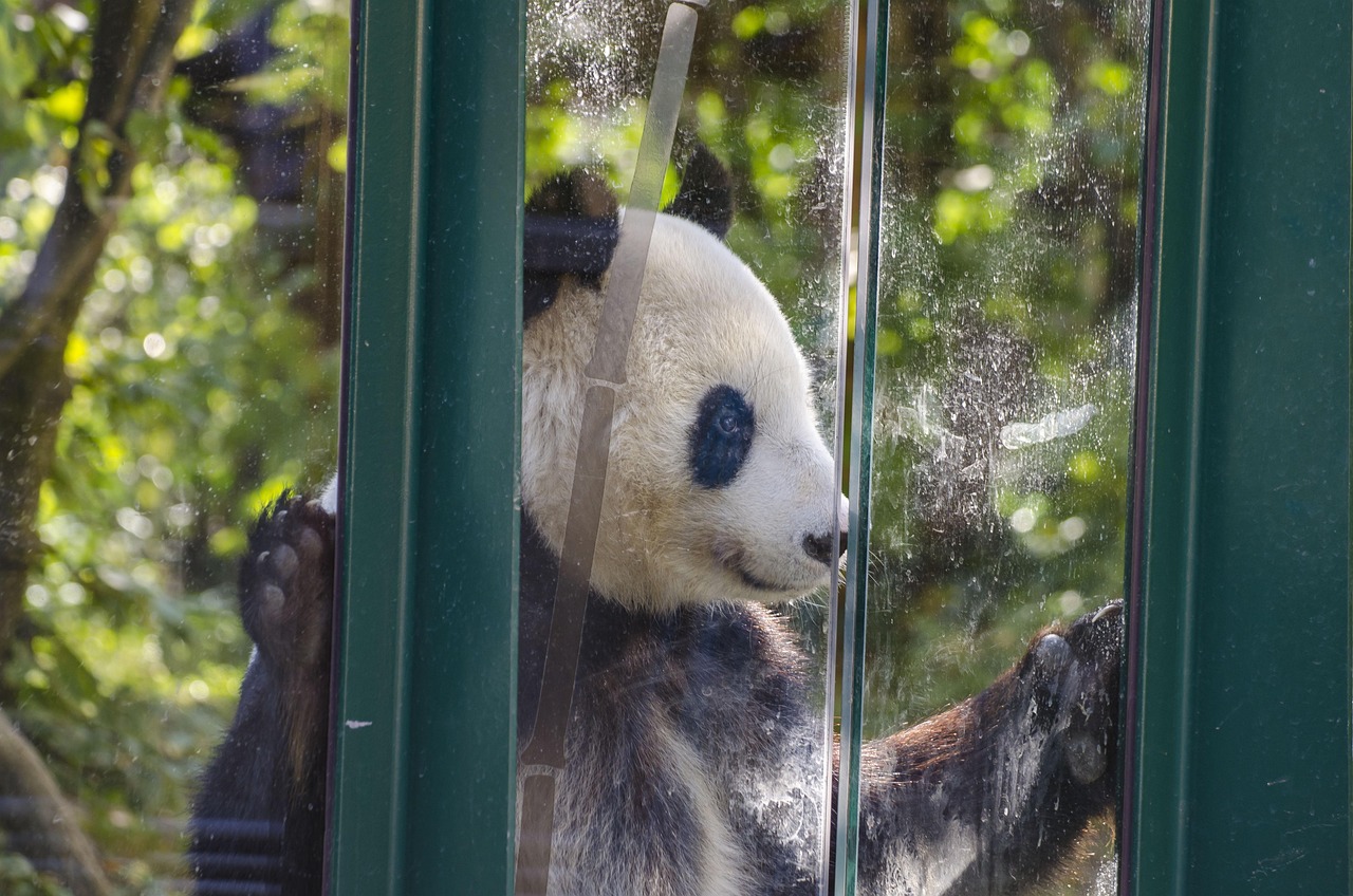 動物園のパンダ