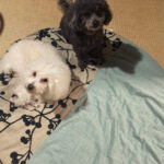 2匹の犬（シロクロ）