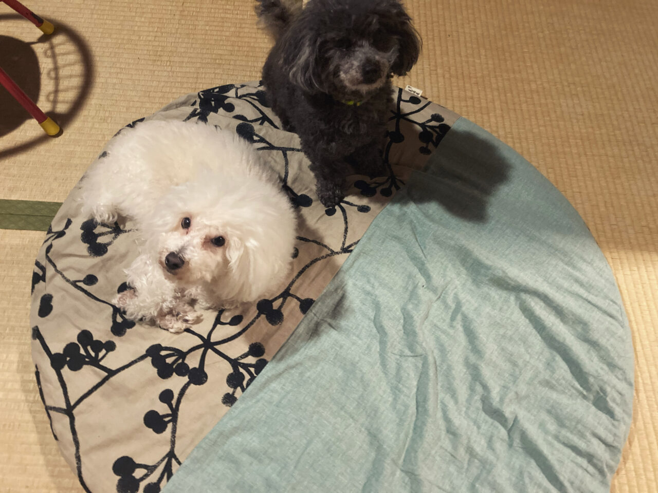 2匹の犬（シロクロ）