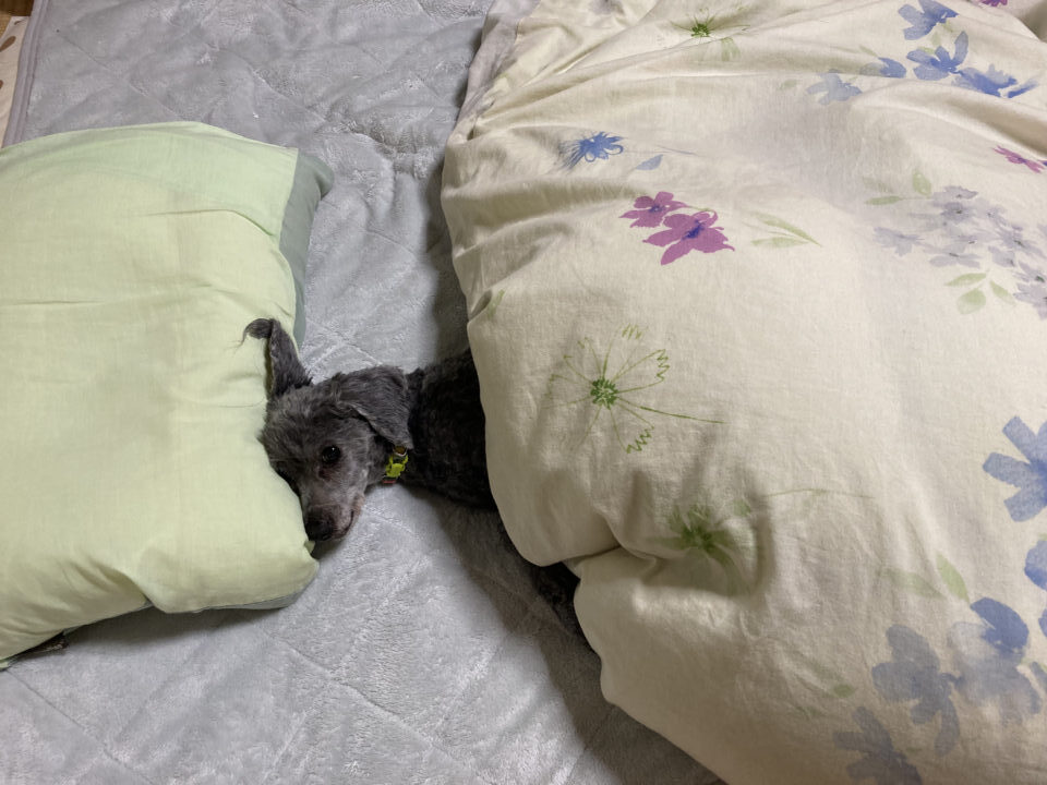 布団にもぐるクロ